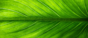 horizontal green leaf